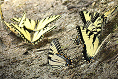 Tiger Swallowtail
