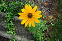 Black-Eyed Susan