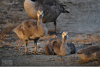 Canada Geese