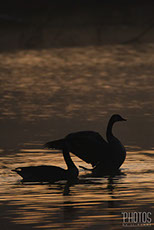 Canada Geese