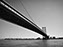 Northern Water Snake