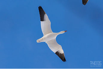 Snow Geese