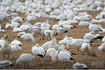 Snow Geese