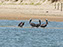 Brown Pelican