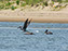 Brown Pelican