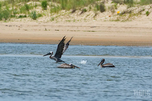 Brown Pelican