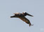 Brown Pelican