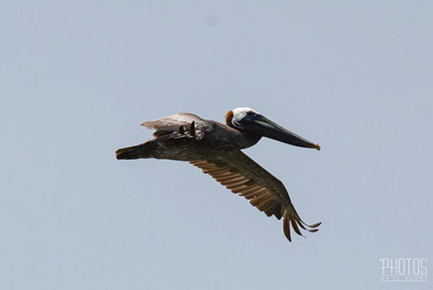 Brown Pelican
