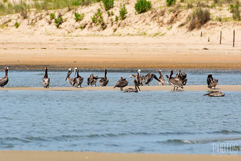 Brown Pelican
