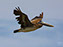 Brown Pelican