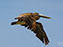 Brown Pelican