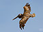 Brown Pelican