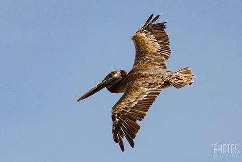 Brown Pelican