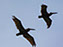 Brown Pelican