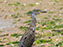 Yellow-Crowned Night Heron