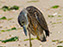 Yellow-Crowned Night Heron
