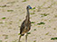 Yellow-Crowned Night Heron