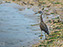 Yellow-Crowned Night Heron