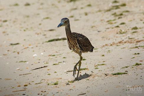 Yellow-Crowned Night Heron