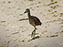 Yellow-Crowned Night Heron