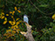 Belted Kingfisher