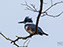 Belted Kingfisher