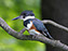 Belted Kingfisher