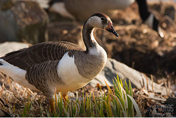 Canada-Graylag Goose Hybrid
