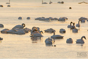 Tundra Swan