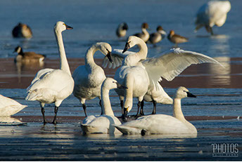 Tundra Swan