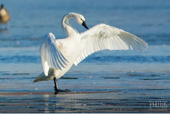 Tundra Swan