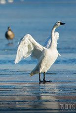 Tundra Swan