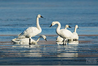 Tundra Swan