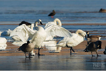 Tundra Swan