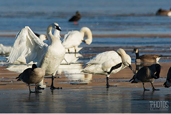 Tundra Swan