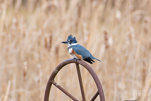 Belted Kingfisher