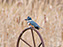 Belted Kingfisher