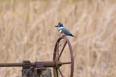 Belted Kingfisher