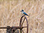 Belted Kingfisher
