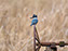 Belted Kingfisher