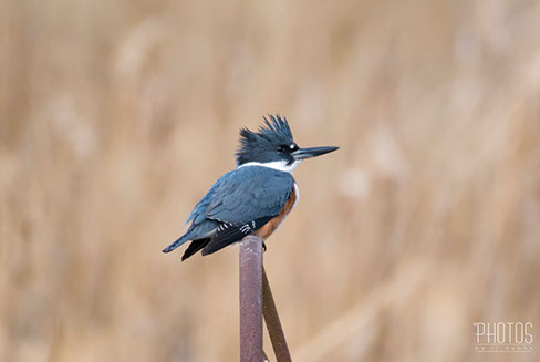 Belted Kingfisher