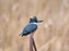 Belted Kingfisher