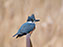 Belted Kingfisher