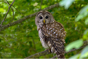 Barred Owl