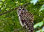 Barred Owl
