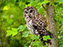 Barred Owl