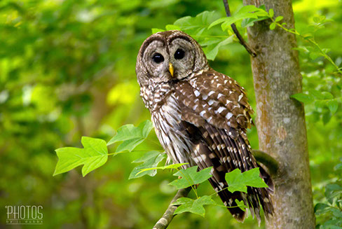 Barred Owl