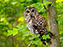 Barred Owl