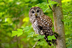 Barred Owl