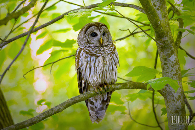 Barred Owl